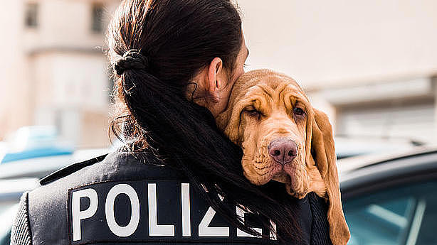 Polizistin hat einen Polizeihund der Rasse "Bluthund" auf dem Arm.
